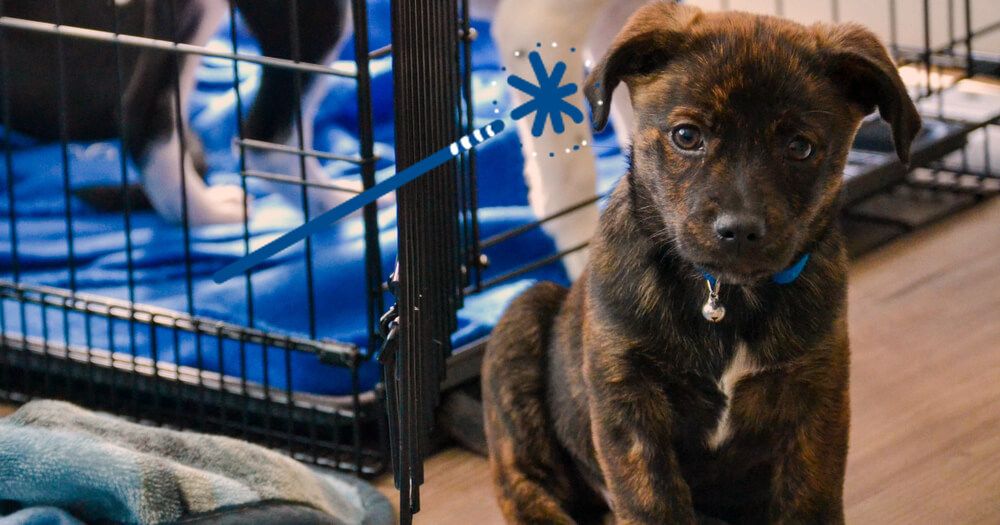 6 Things To Remember When Crate Training A Puppy
